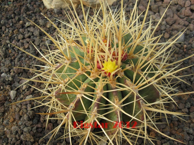 Ferocactus reppenhagenii 