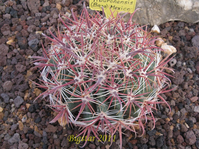 Ferocactus wislizeni v. tiburonensis 