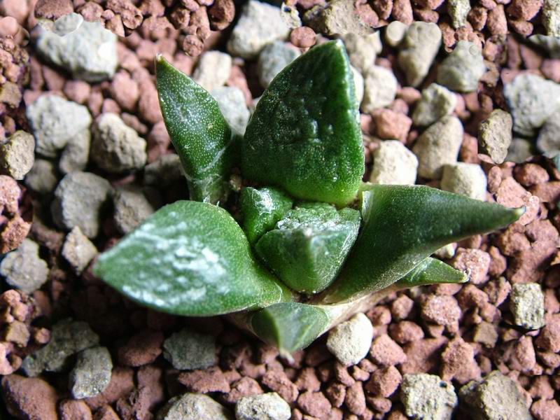Ariocarpus fissuratus 