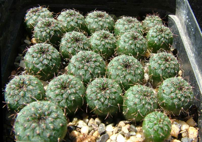 Frailea pygmaea 