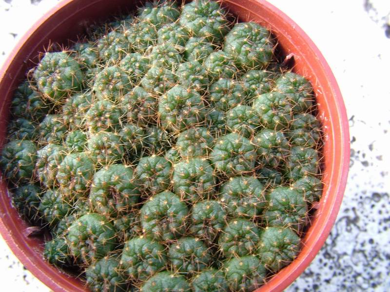 Frailea pygmaea 