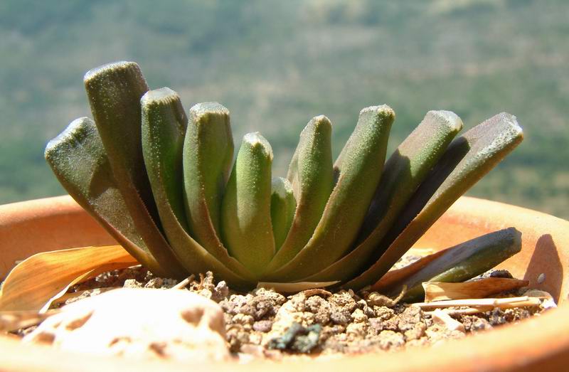 Haworthia truncata 