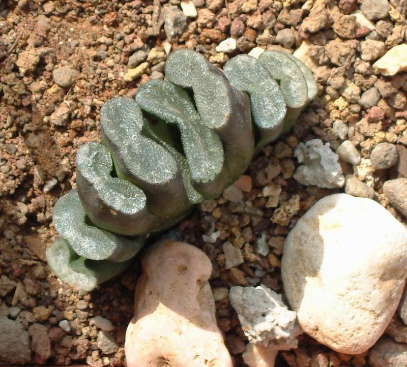 Haworthia truncata 