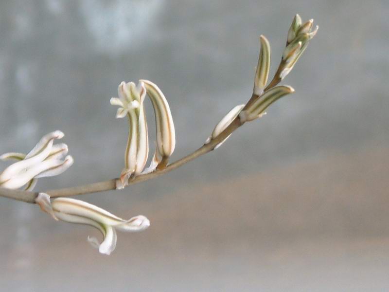 Haworthia truncata 