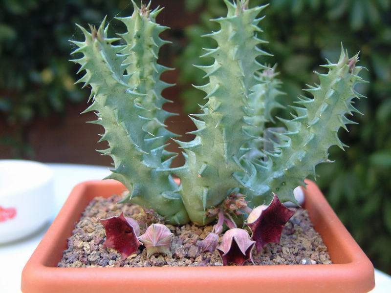 Huernia macrocarpa 