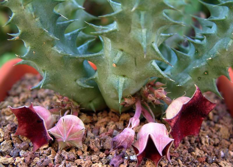 Huernia macrocarpa 