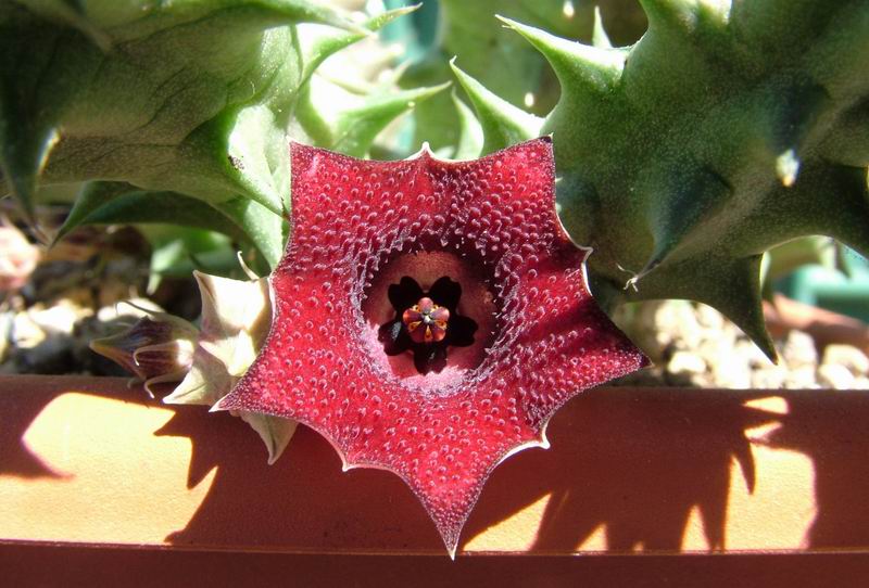 Huernia macrocarpa 