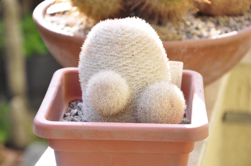 Mammillaria candida LAU 1146