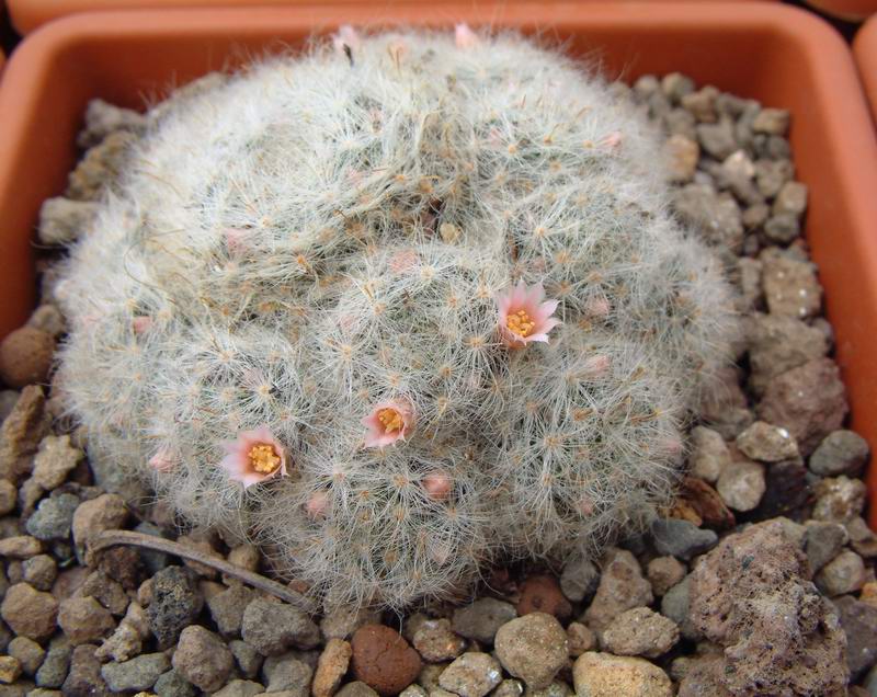 Mammillaria glassii 