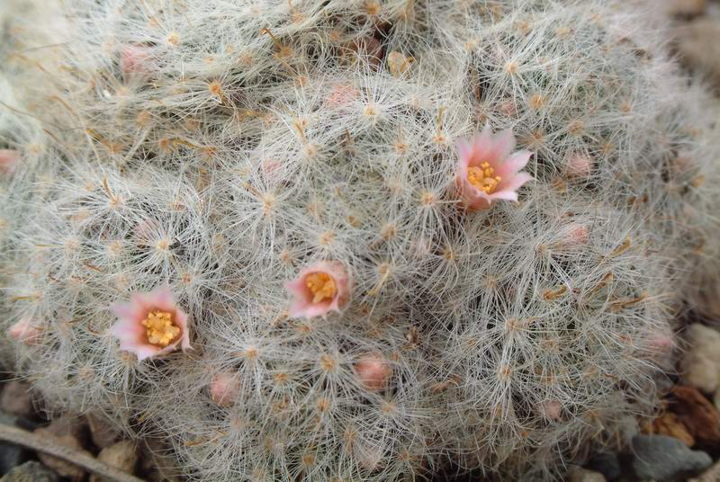 Mammillaria glassii 