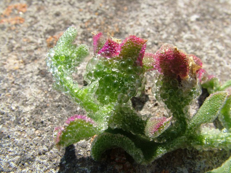 Mesembryanthemum crystallinum 