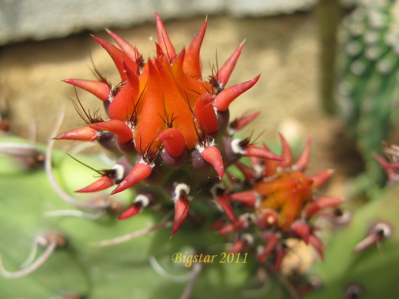 Opuntia marnieriana 