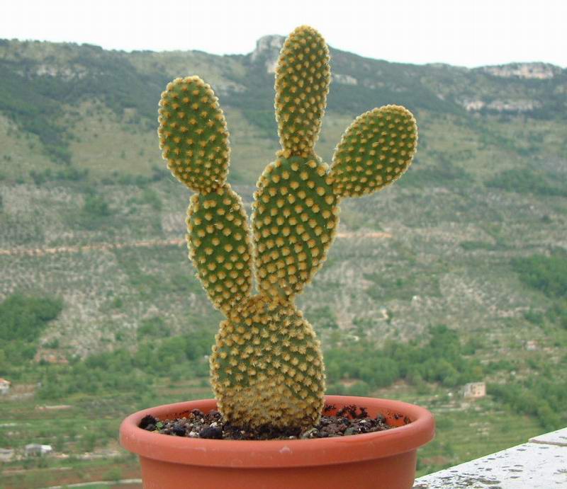 Opuntia microdasys v. pallida 