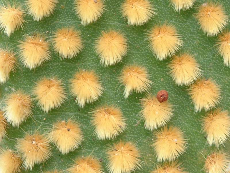 Opuntia microdasys v. pallida 