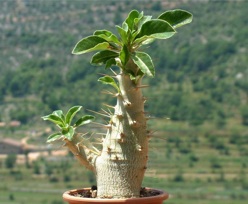 Pachypodium saundersii 