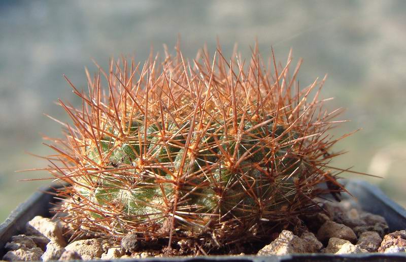 Rebutia donaldiana L 348