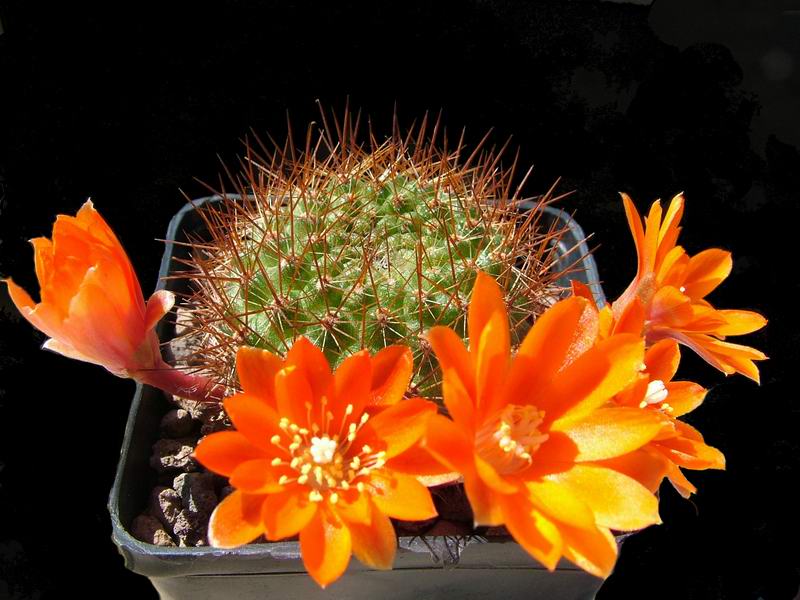 Rebutia donaldiana 