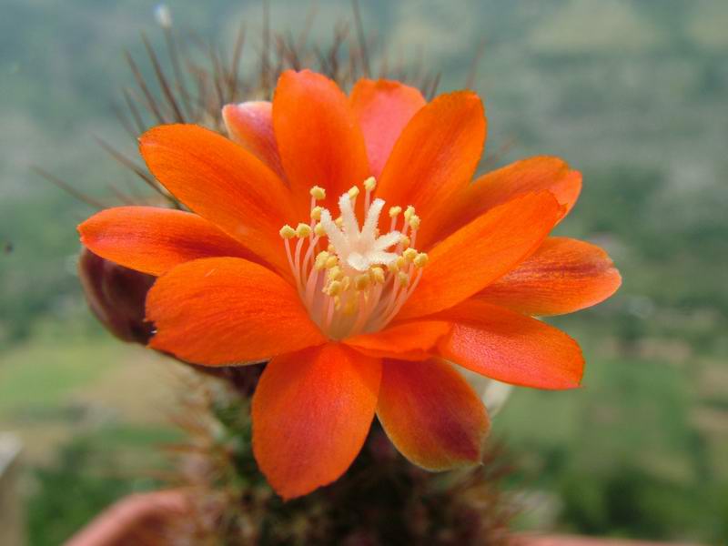 Rebutia donaldiana 