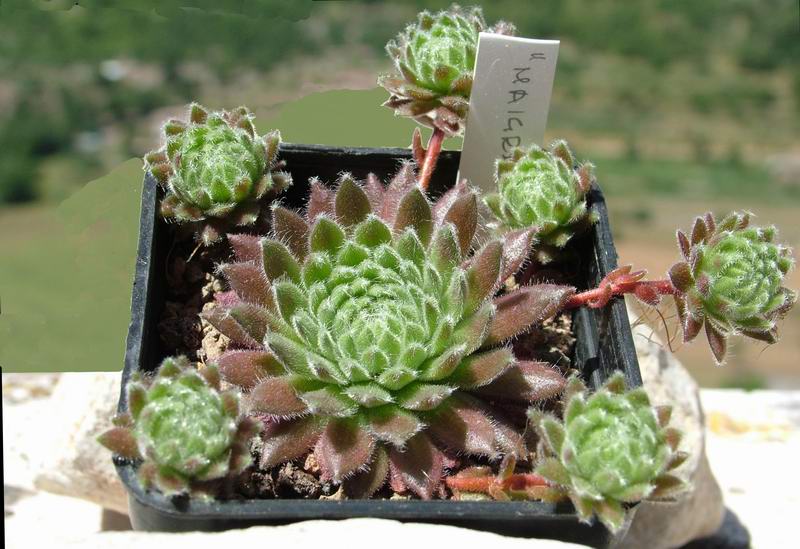 Sempervivum cv. 'maigret' 