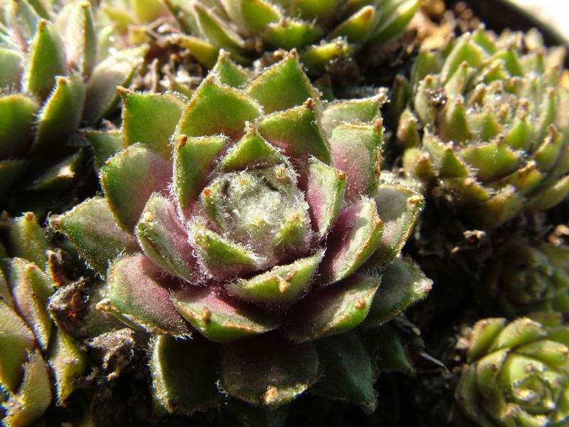 Sempervivum kosaninii 