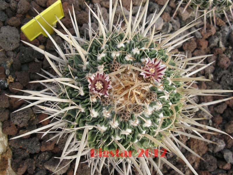 Stenocactus crispatus 