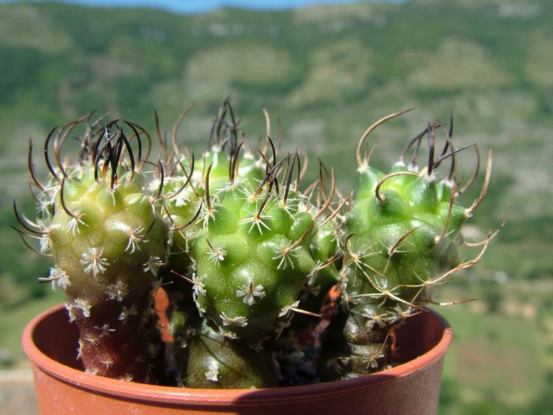 Turbinicarpus roseiflorus 