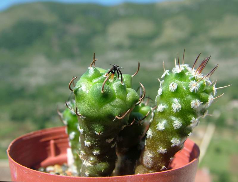 Turbinicarpus roseiflorus 