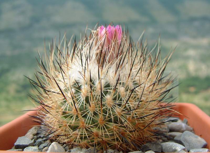 Turbinicarpus beguinii PAN4