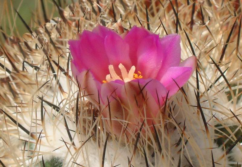 Turbinicarpus beguinii PAN4