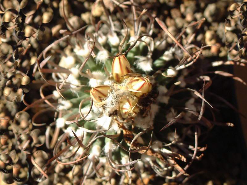 Turbinicarpus gracilis 