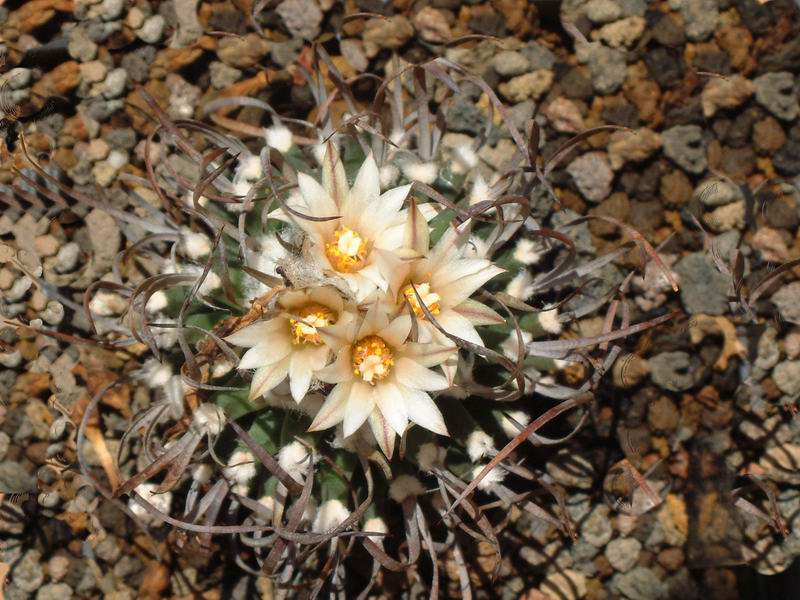 Turbinicarpus gracilis 