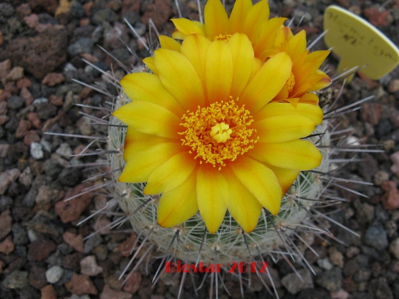 Thelocactus conothelos v. aurantiacus CSD 149