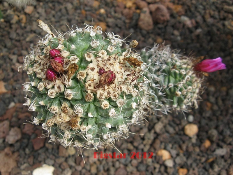 Turbinicarpus alonsoi 