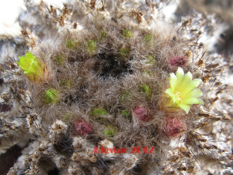 Uebelmannia pectinifera v. horrida 