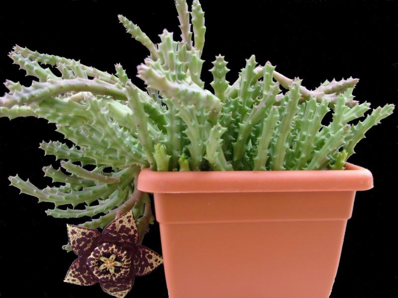 Stapelia variegata 