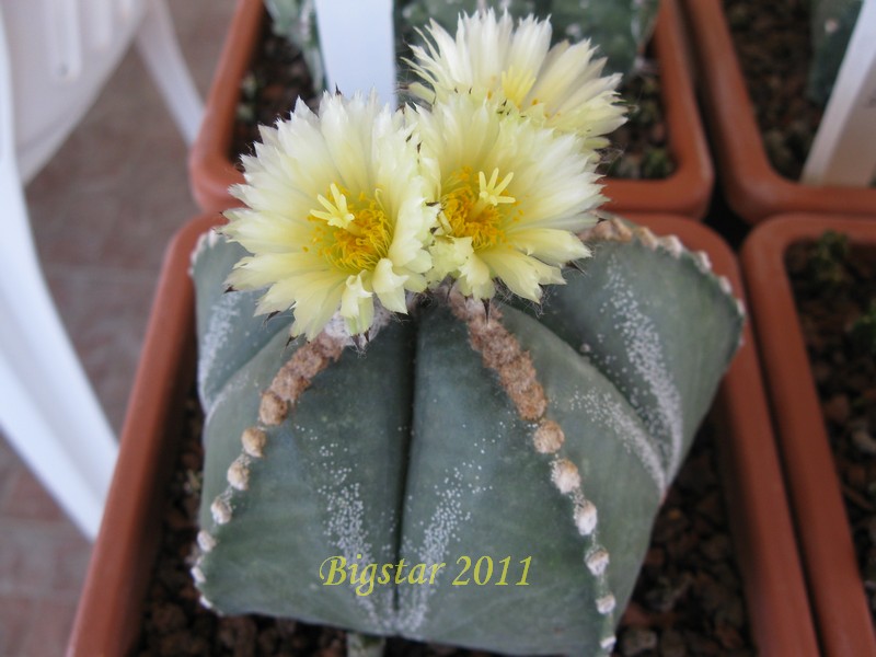 Astrophytum myriostigma cv. haku-jo hakuun 