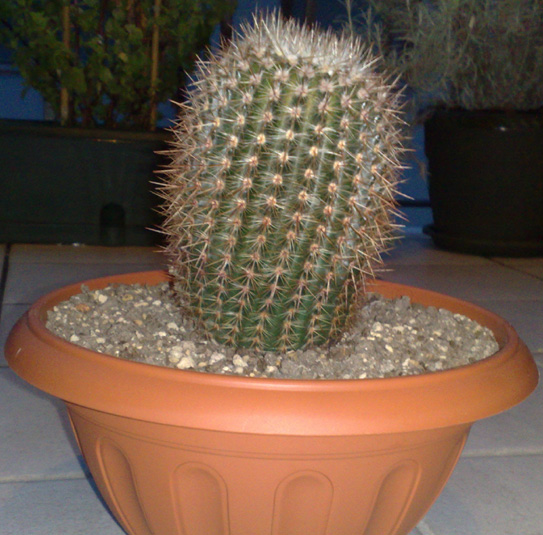 Parodia?  