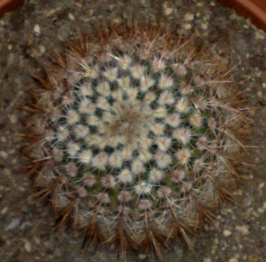 Parodia?  