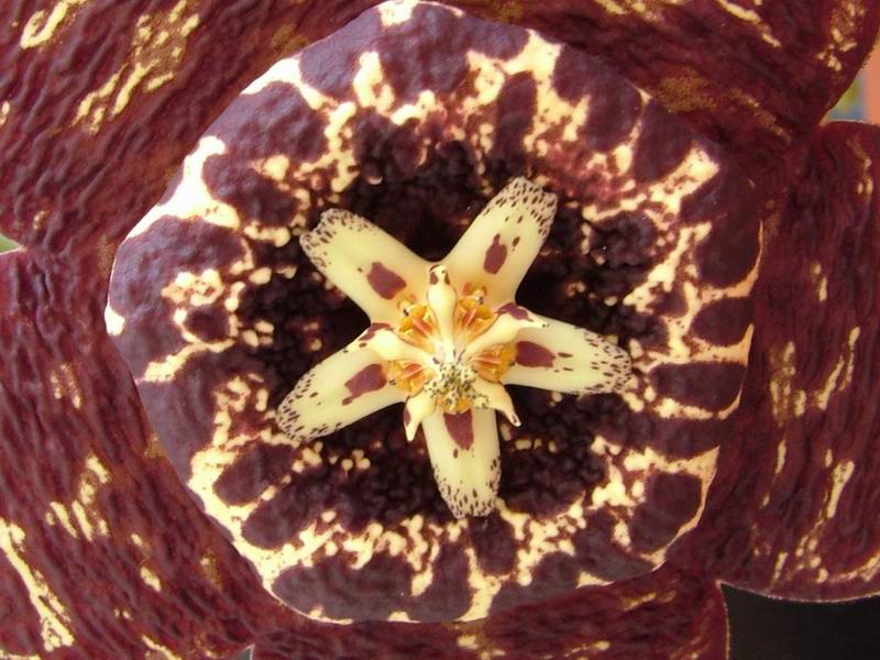 Stapelia variegata 