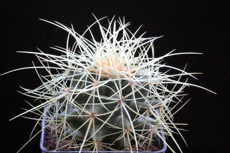 Echinocactus grusonii 