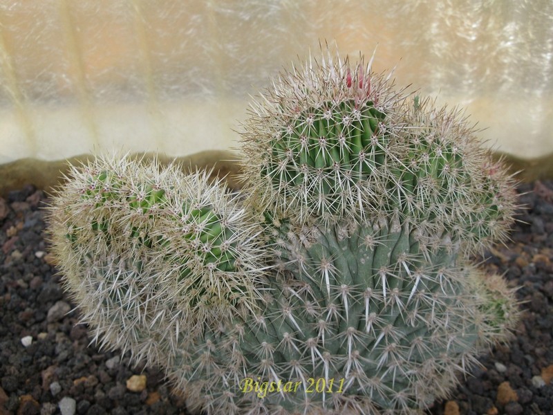 machaerocereus eruca f. cristatus