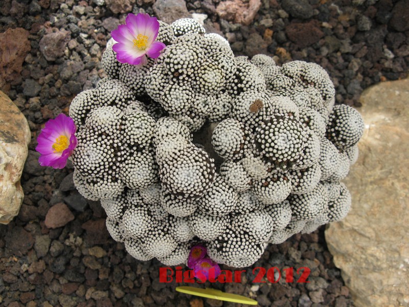 Mammillaria luethyi 