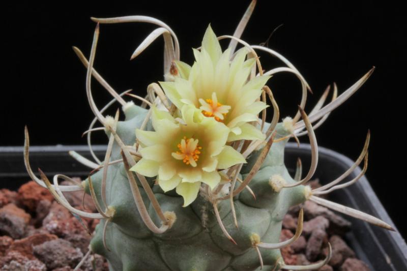 Turbinicarpus flaviflorus 