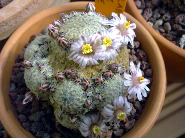 Mammillaria sanchez-mejoradae 