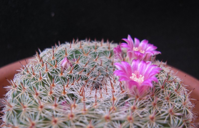 Mammillaria perbella 