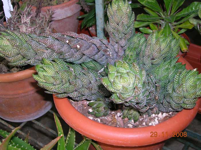 Haworthia reinwardtii 