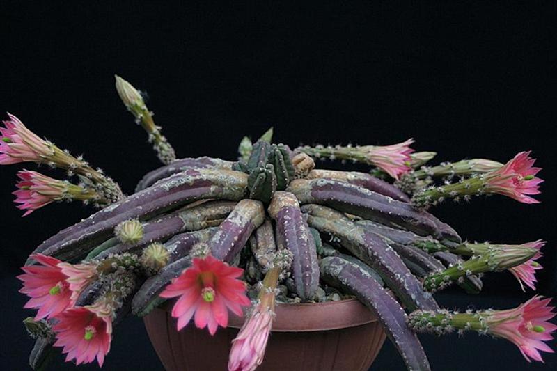 Echinocereus scheeri v. gentryi 