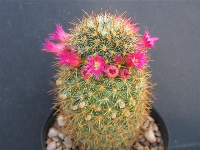 Mammillaria rekoi ssp. aureispina 