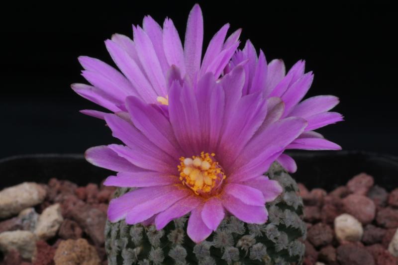 Turbinicarpus valdezianus 