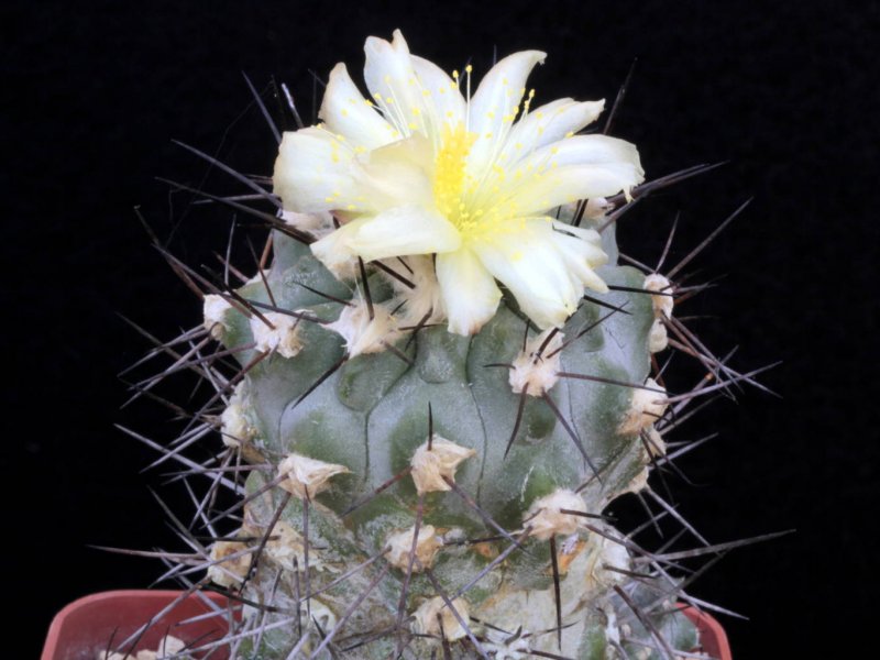 copiapoa coquimbana